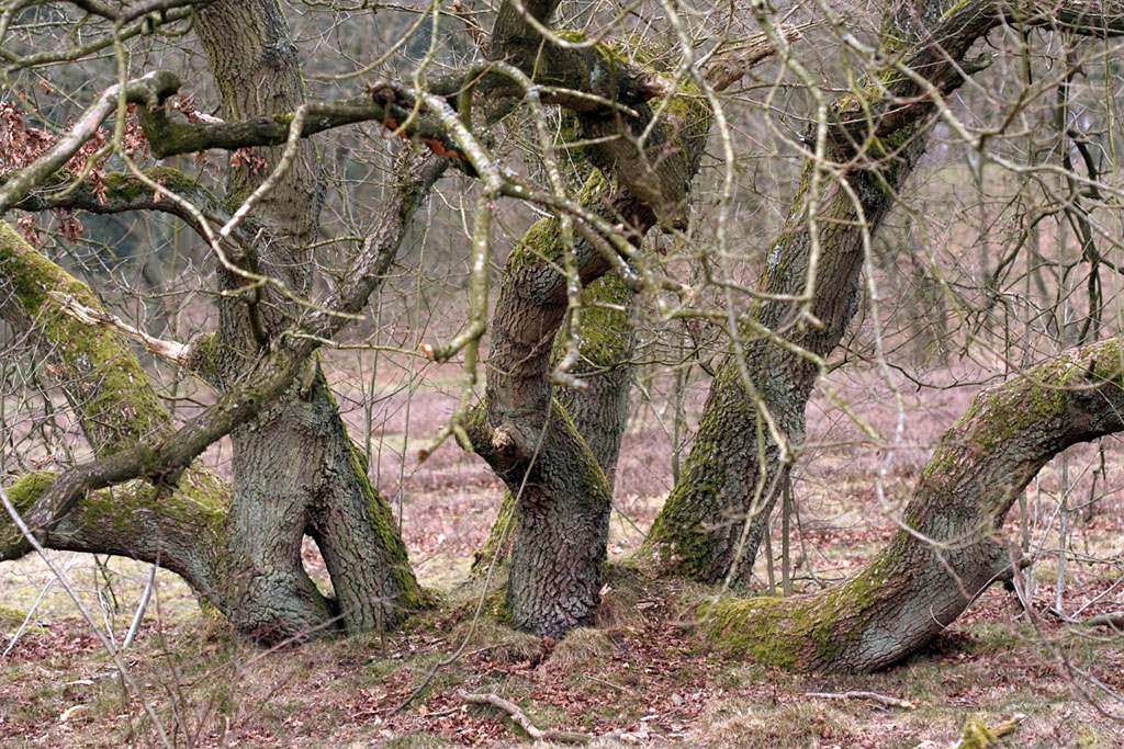 NP Drentsche Aa wandelrondje rond de Borg