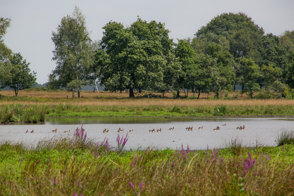 Wandel je mee rond het Andersche diep?