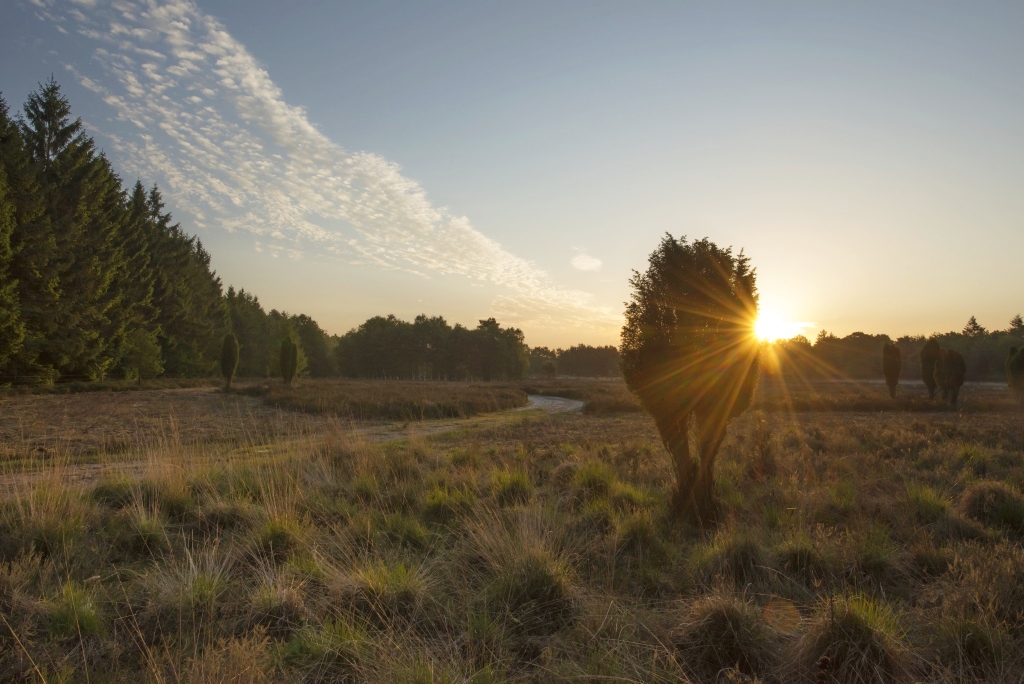 Wandeling Heidehof