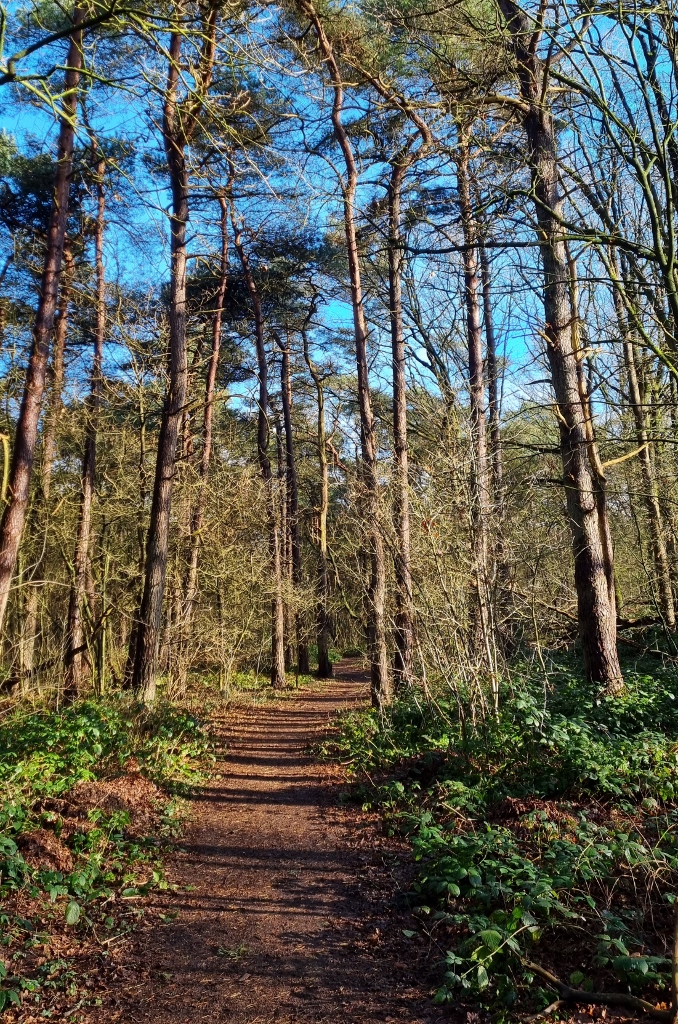 Noordlaaderbos