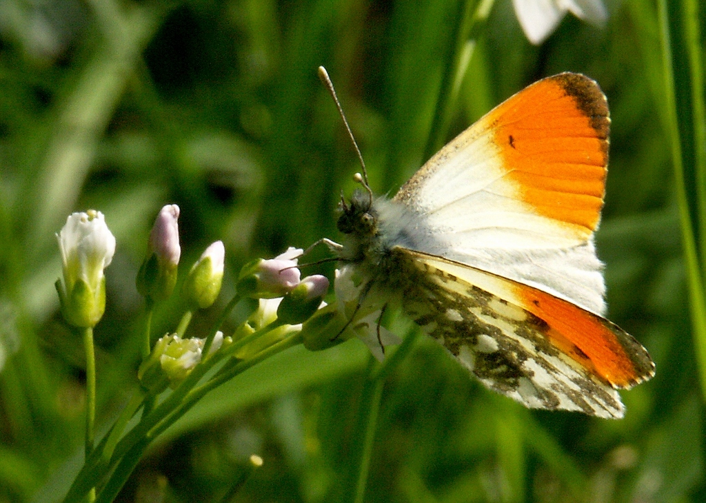 Oranjetip