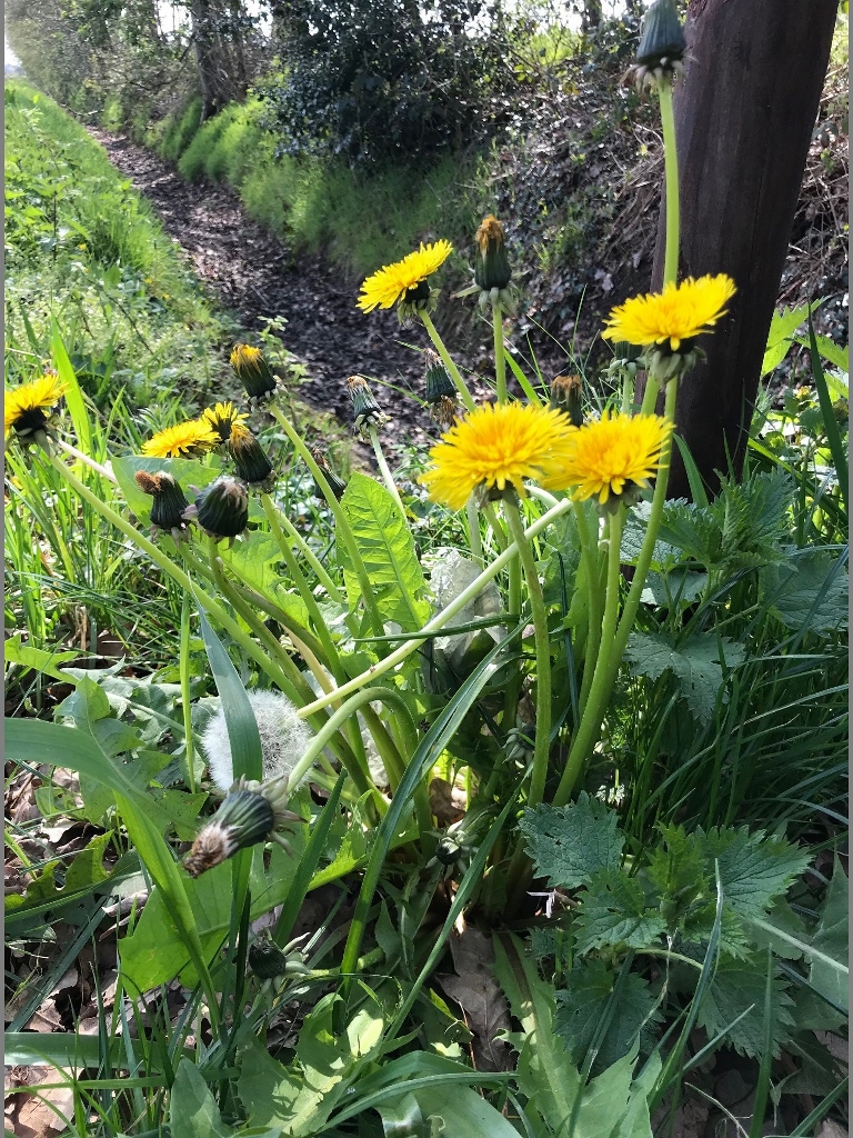 Plant van de maand mei: de paardenbloem!