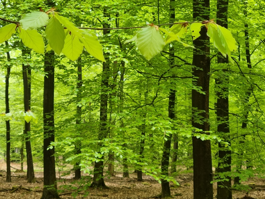 Sporen in het Noordlaarderbos