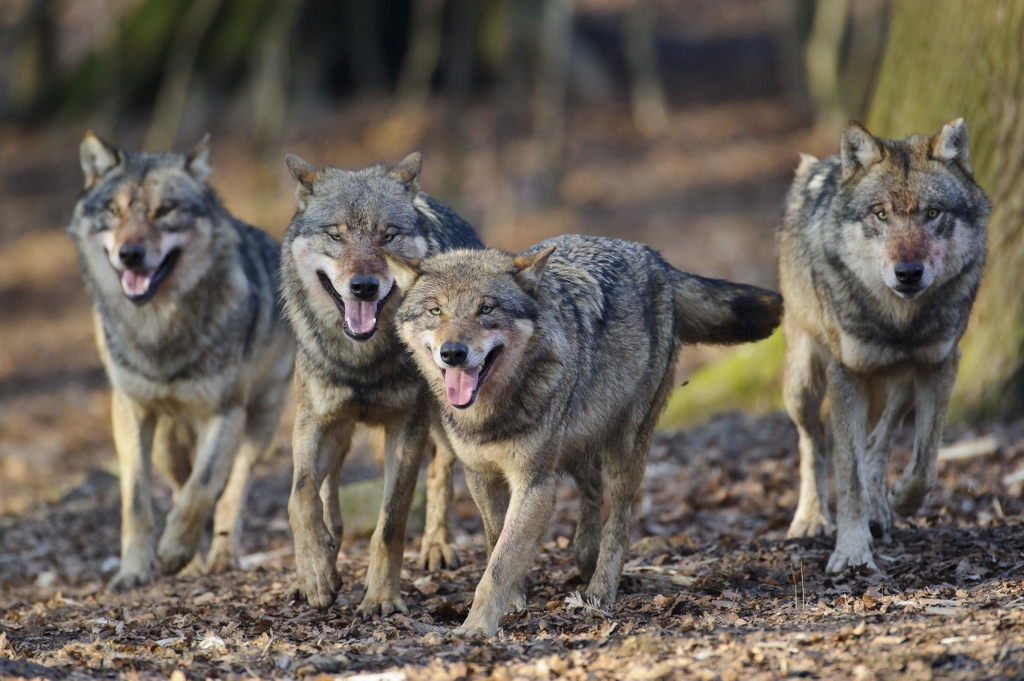 Provincie Drenthe presenteert plan van aanpak wolf