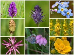 Nationaal Park Drentse Aa