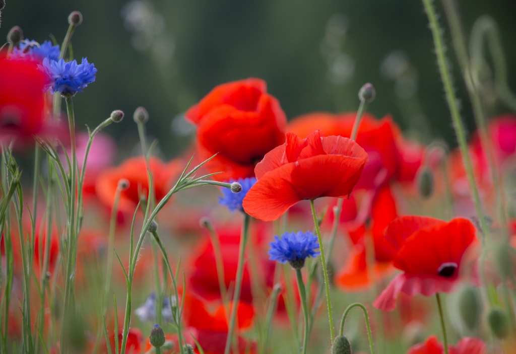 Nationaal Park Drentsche Aa