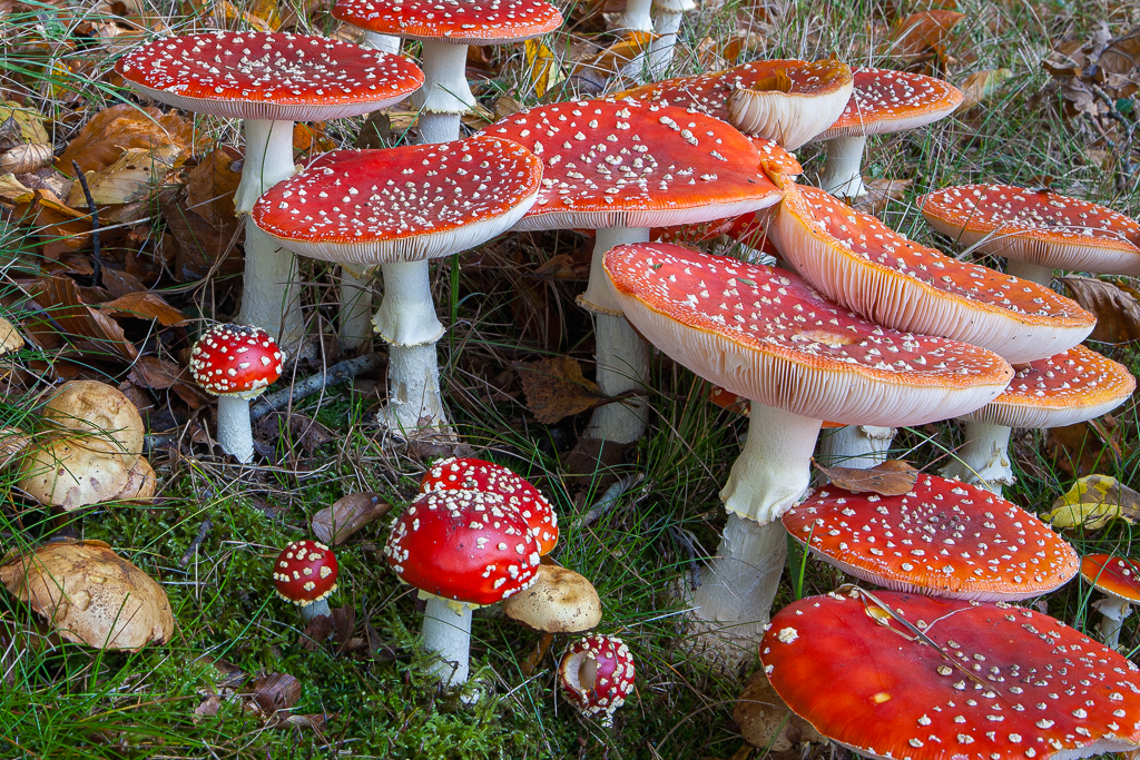 BioBlitz Paddenstoelen Noordsche Veld